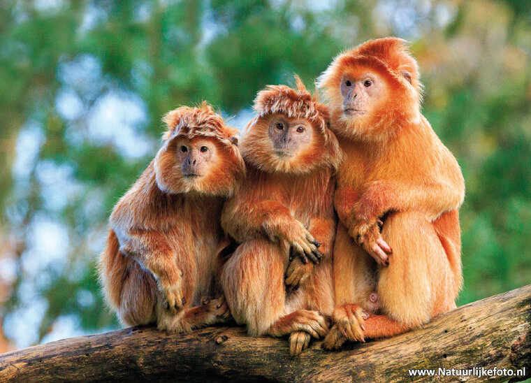 Schwarzer Haubenlangur Postkarte (0754)