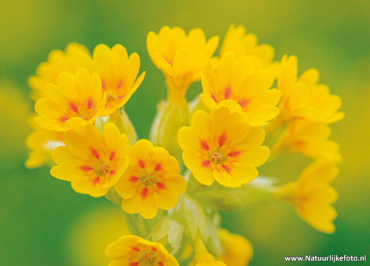 Echte SchlĂĽsselblume Postkarte (0774)