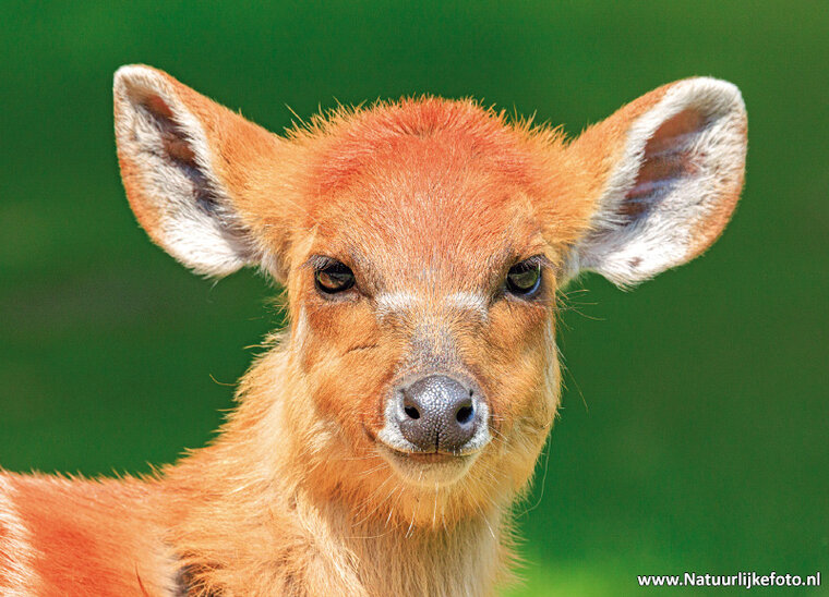 Sitatunga antilope Postkarte (0783)