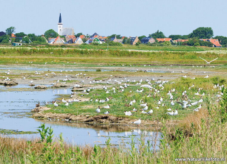 Petten auf Texel Postkarte (0789)