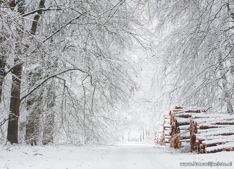 Postkarte Winter Lane mit Baumstämmen (0620)