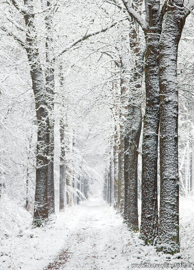 Postkarte Winter Lane (0624)