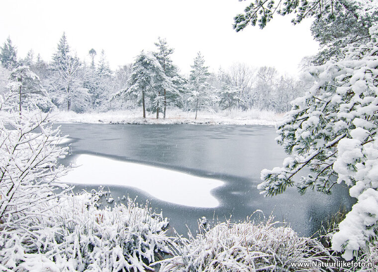 Freulevijver im Winter Postkarte (0625)