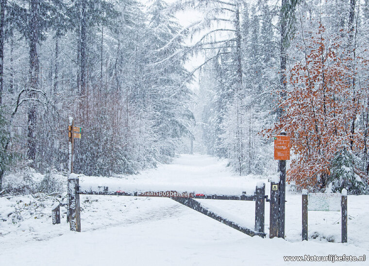 Postkarte Winter Lane (0626)