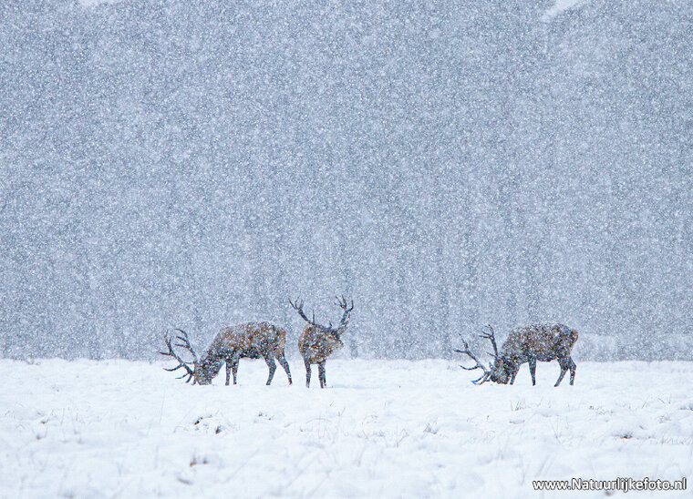 Rotwild im Schnee Postkarte (0627)