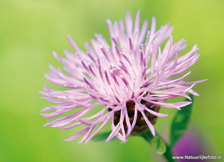 Wiesen-Flocken Blume Postkarte (0630)