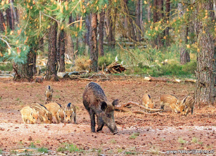 Wildschwein mit jungen Postkarte (0641)
