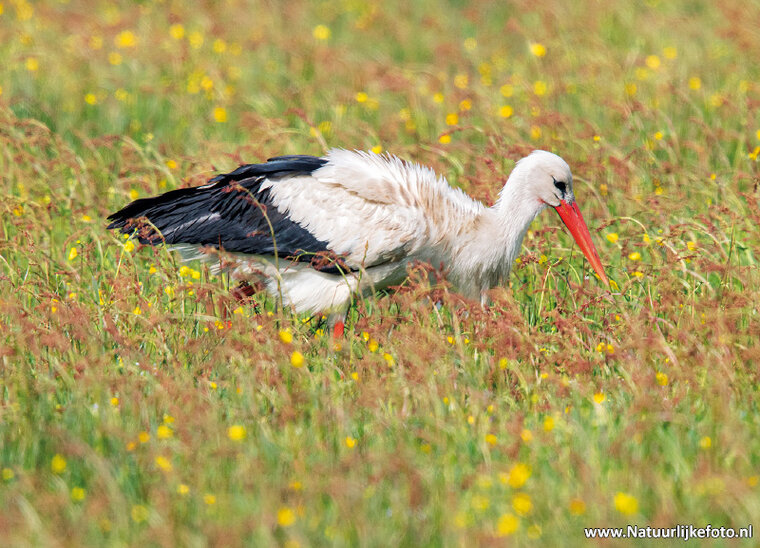 Storch Postkarte (0648)