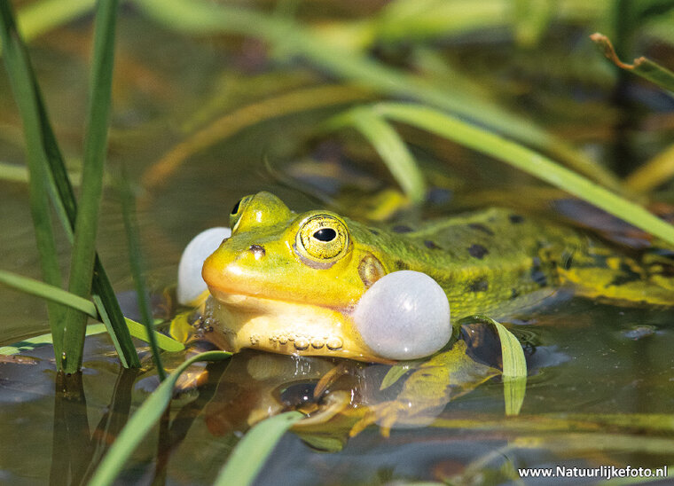 Frosch Postkarte (0652)