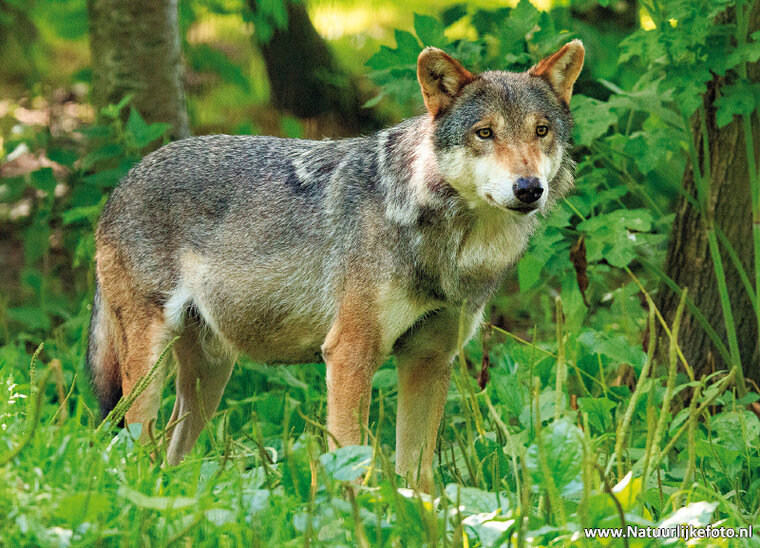 Wolf Postkarte (0654)