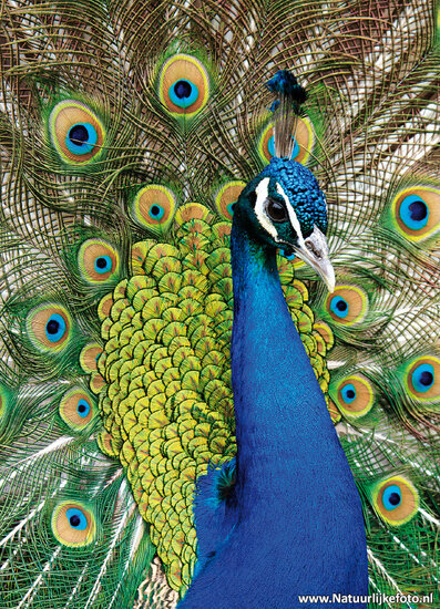 Pfau Postkarte (0655)