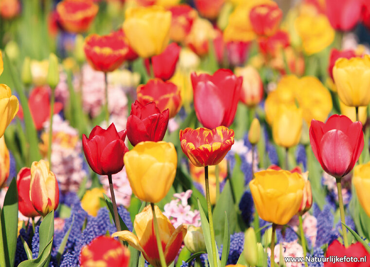 Feld voller Blumen Postkarte (0658)