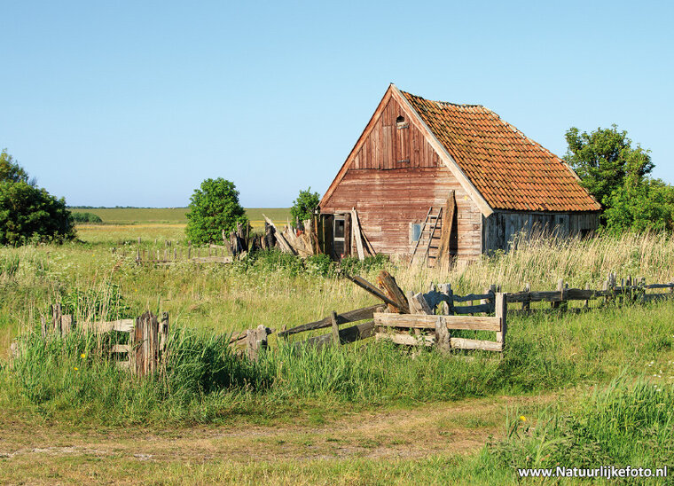 Schaffarm auf Texel Postkarte (0662)