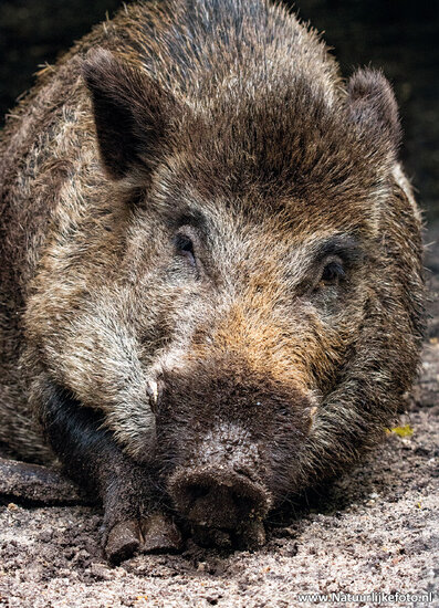 Wildschwein Postkarte (0681)