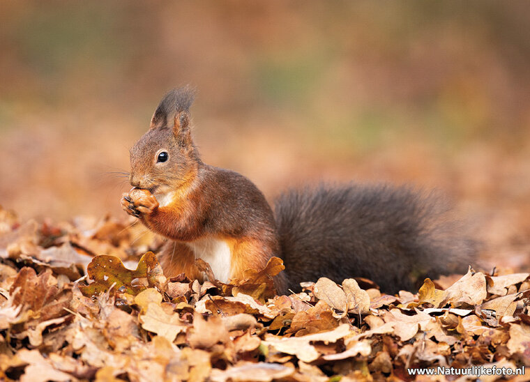 Postkarte Eichhörnchen im Herbst (0682)