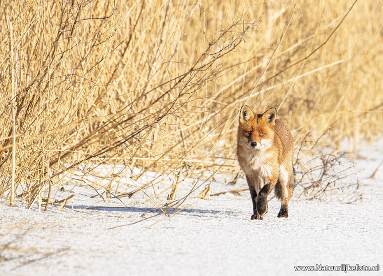 Fuchs im Winter Postkarte (0687)