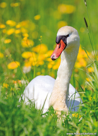 Vogel Postkarte Höckerschwan (0692)