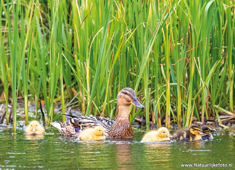 Ente mit EntenkĂĽken Postkarte (0694)