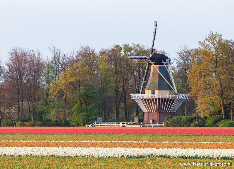 Keukenhof-MĂĽhle Postkarte (0696)