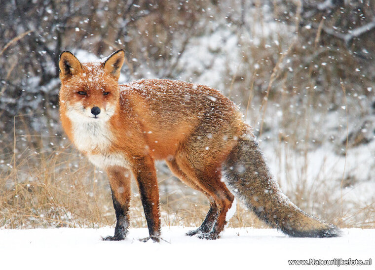 Fuchs im Schnee Postkarte (0510)