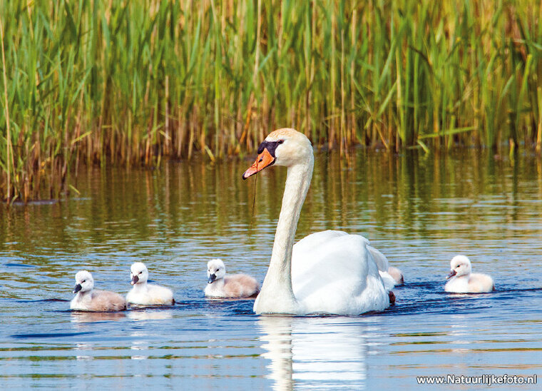 Höckerschwan mit jungen Postkarte (0520)