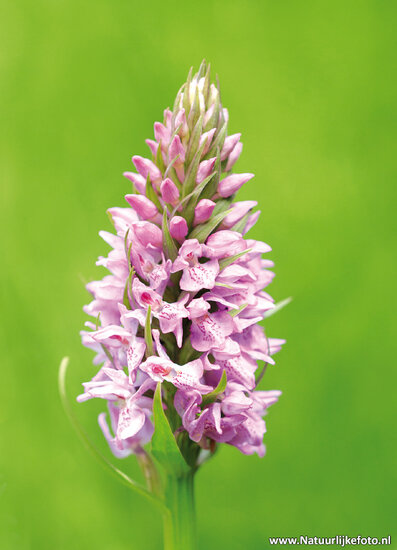 Wilde Orchidee Postkarte (0538)