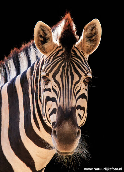 Zebra Postkarte (0539)
