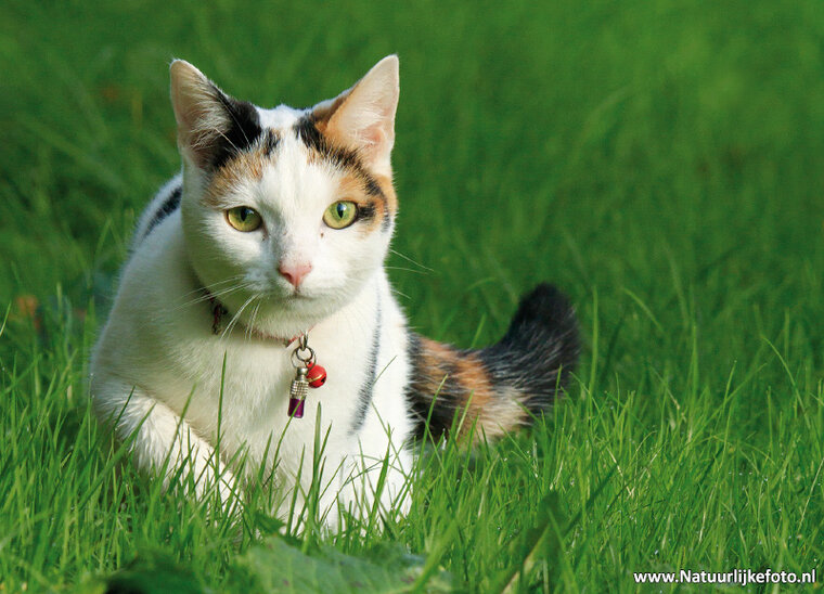 Postkarte Katze mit Katzenglocke (0554)