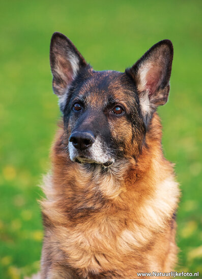 Deutscher Schäferhund Postkarte (0555)