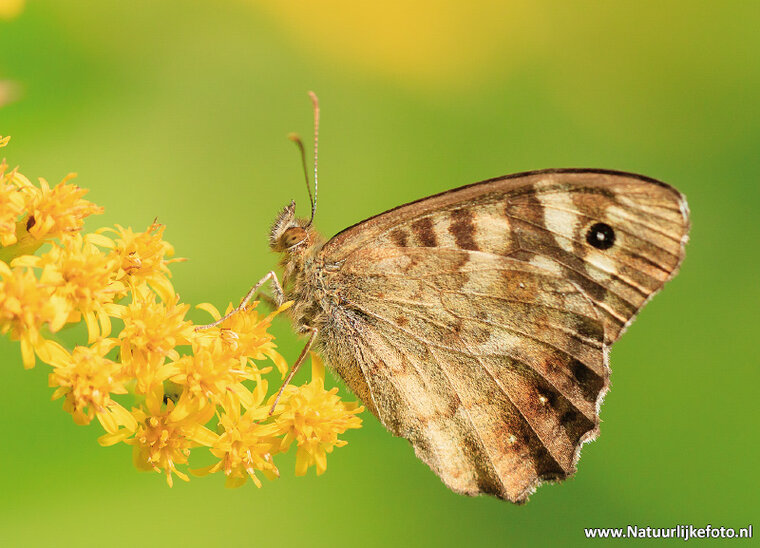Waldbrettspiel Schmetterling Postkarte (0568)