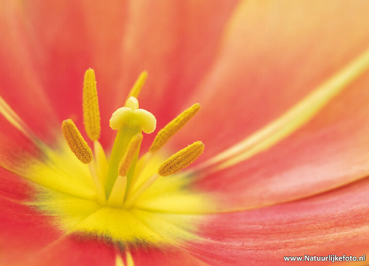Tulpe Postkarte - close-up (0574)