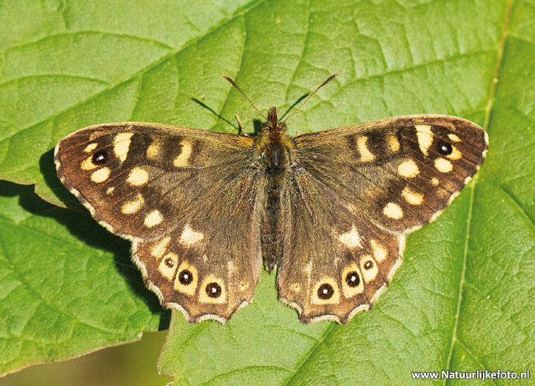 Waldbrettspiel Schmetterling Postkarte (0584)