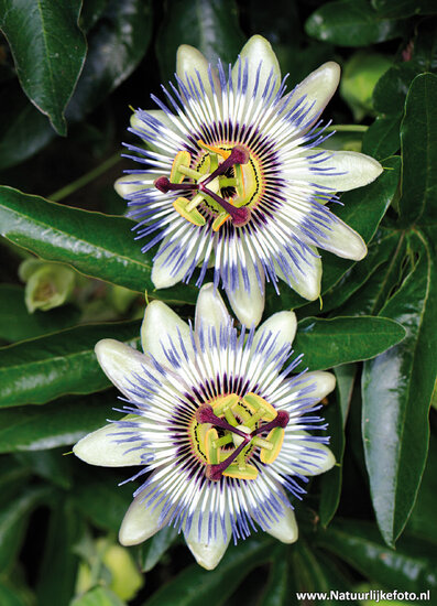 Passions Blume Postkarte (0600)