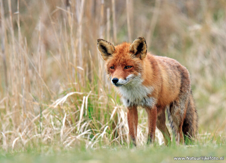 Postkarte Fuchs (0406)