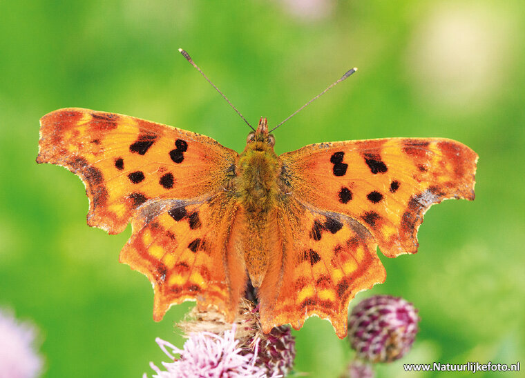 Schmetterling C-falter Postkarte (0408)