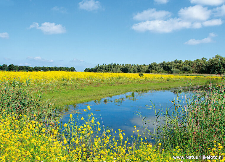 Oostvaardersplassen Postkarte (0410)