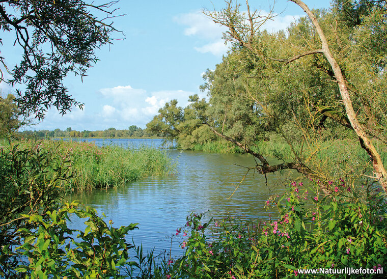 Biesbosch Postkarte (0417)