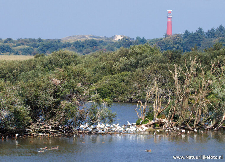 Schiermonnikoog Leuchtturm Postkarte (0418)