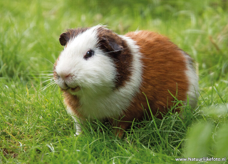 Echte Meerschweinchen Postkarte (0420)