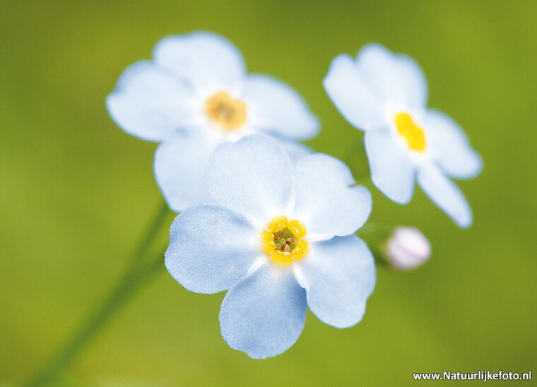 Acker-Vergissmeinnicht Blume Postkarte (0457)