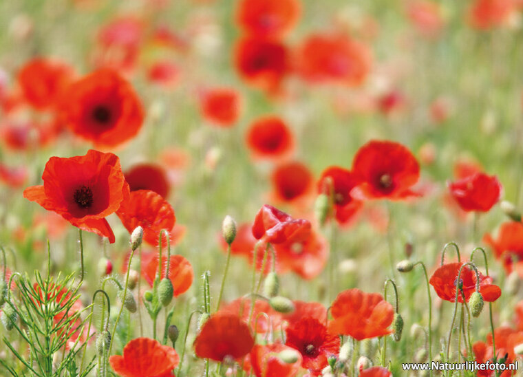 Papaver Postkarte (0465)