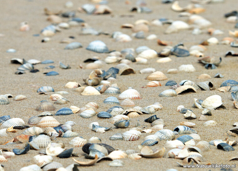 Muscheln am Strand Postkarte (0468)