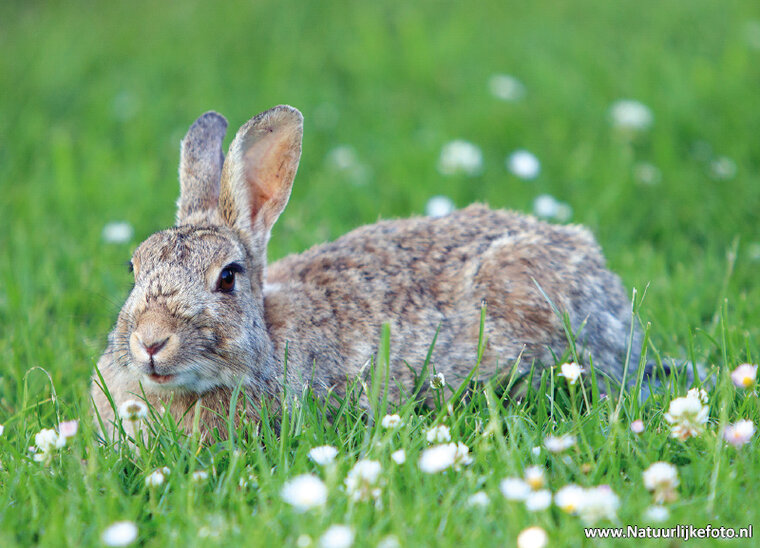 Wildkaninchen Postkarte (0476)