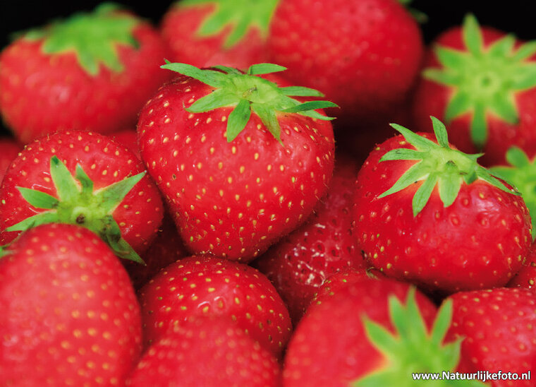 Erdbeeren Postkarte (0483)
