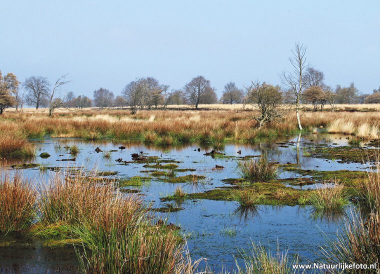 Bargerveen Postkarte (0319)
