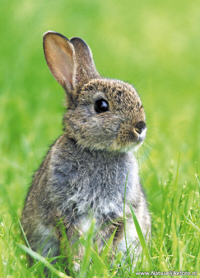 Kleine Kaninchen Postkarte (0339)