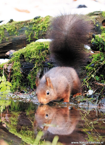 Eichhörnchen im Schnee Postkarte (0369)