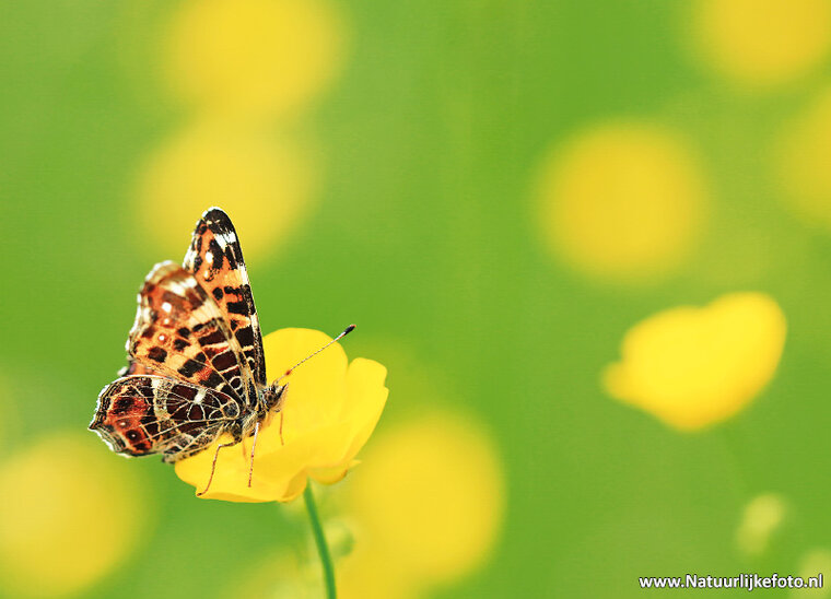 Schmetterling Landkärtchen Postkarte (0391)