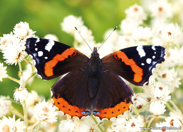 Schmetterling der Admiral Postkarte (0205)
