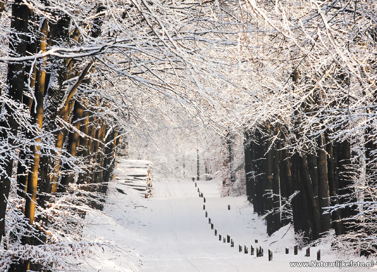 Winter Postkarte - lane (0213)